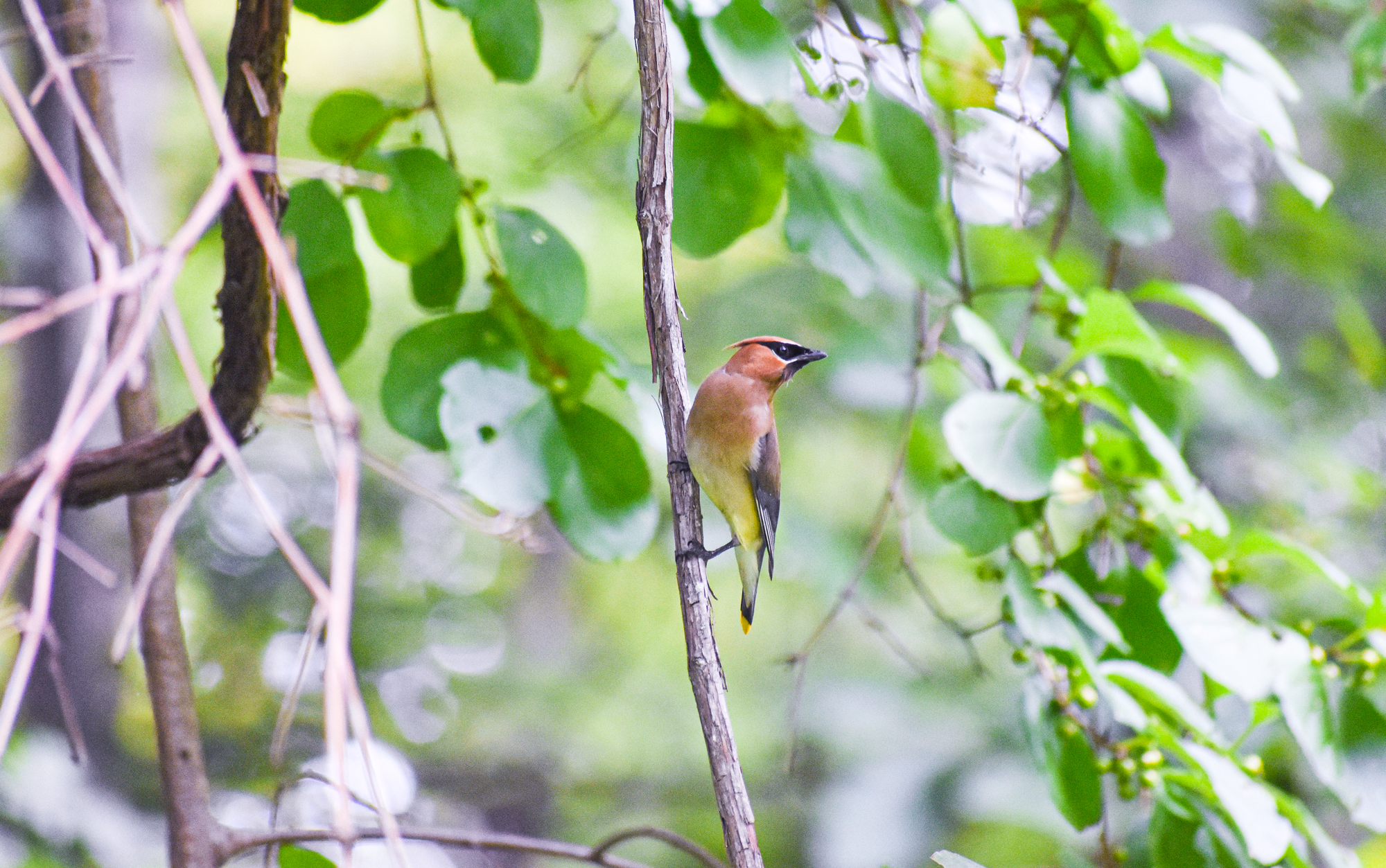 Exploring Birds How to attract Cedar Waxwing